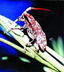 探索天牛3D图库与红五图的奇妙世界，一场视觉盛宴的汇总天牛3d图库红五图库汇总123456